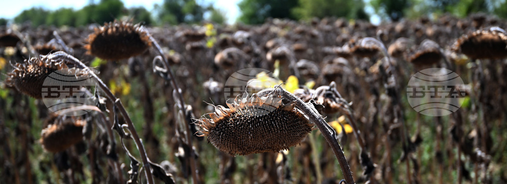 Село Божурово - слънчоглед - жътва