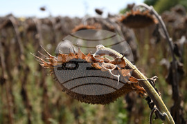 Село Божурово - слънчоглед - жътва