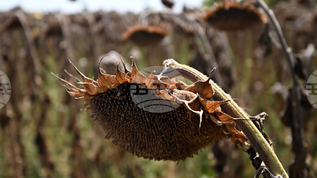 Индексът на световните цени на храните се покачва през февруари за първи път от пет месеца