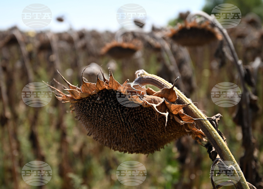 Започна жътвата на слънчогледа в Ямболско, стопаните са песимисти за добивите