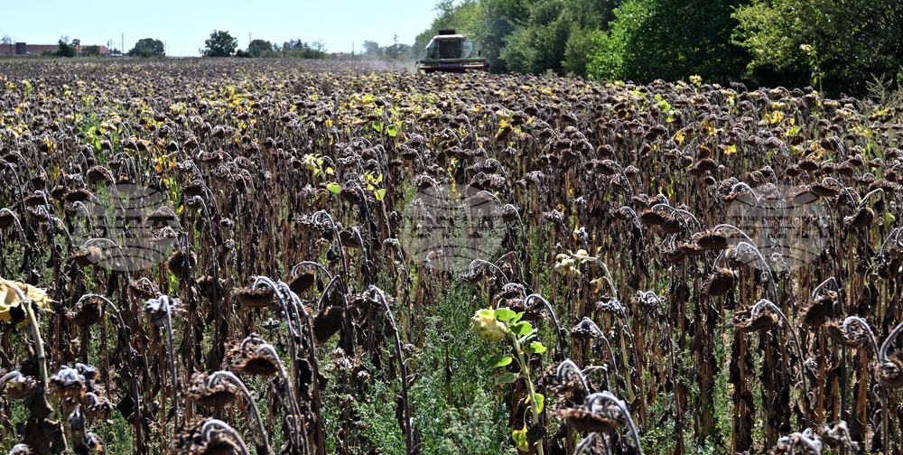 Село Божурово - слънчоглед - жътва