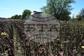 Село Божурово - слънчоглед - жътва