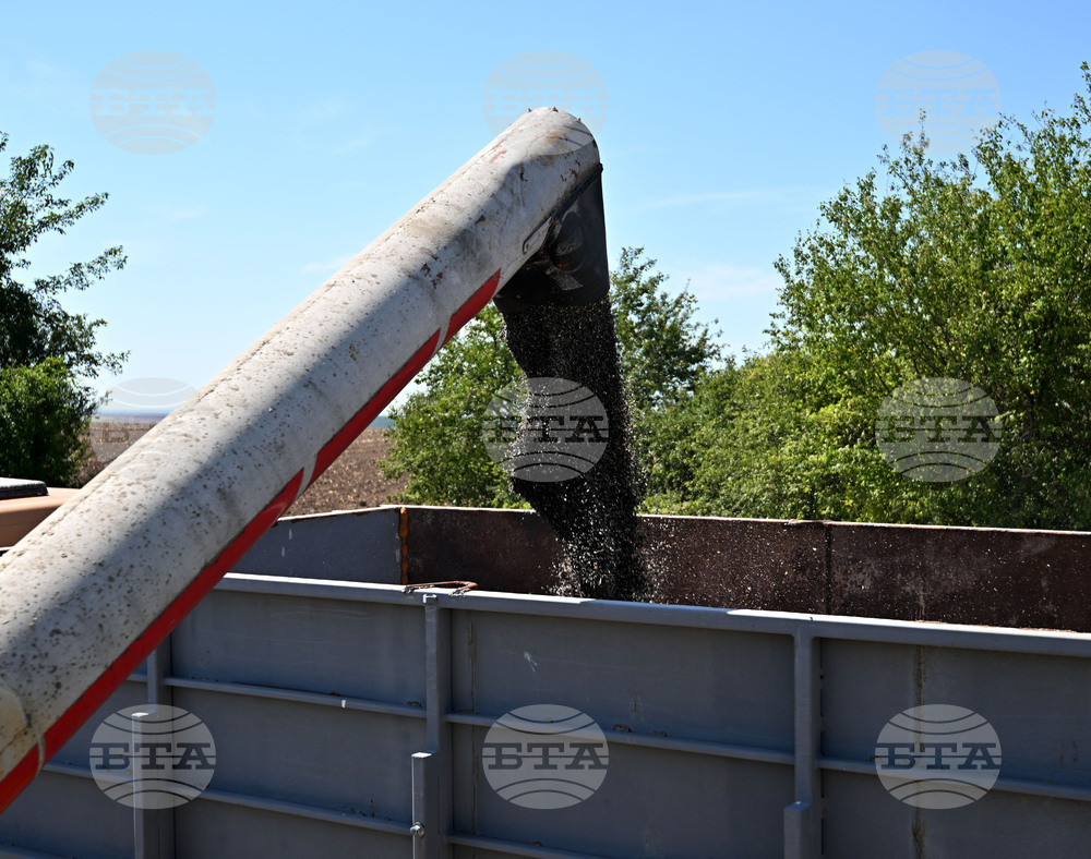 Село Божурово - слънчоглед - жътва