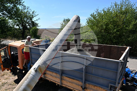 Село Божурово - слънчоглед - жътва