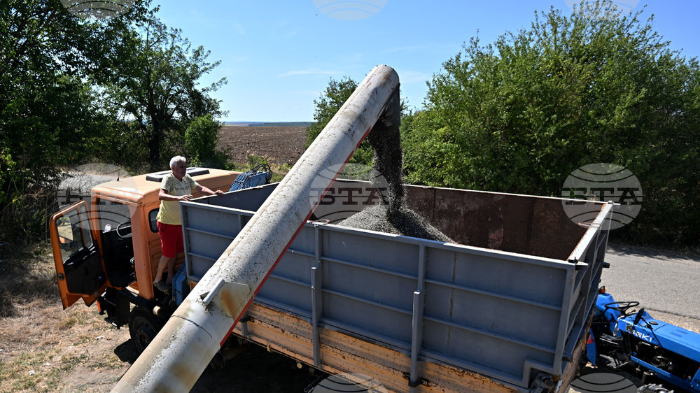 Село Божурово - слънчоглед - жътва