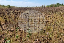 Монтана - засушаване