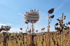 Монтана - засушаване