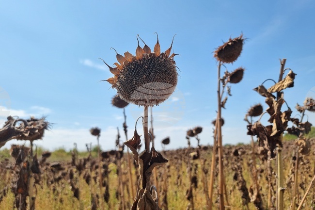 Телен червей и мана застрашават ранните посеви със слънчоглед, предупреждават от Българската асоциация за иновативно земеделие