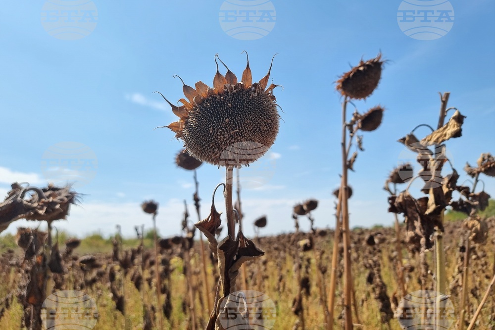 Монтана - засушаване