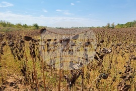 Монтана - засушаване