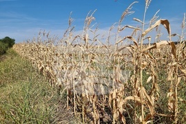 Монтана - засушаване