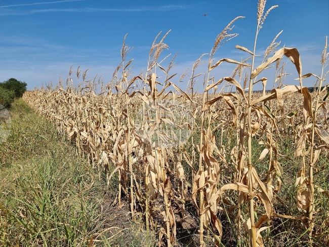 Производители на царевица получиха 21 млн. лева извънредна финансова помощ