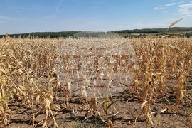 Монтана - засушаване