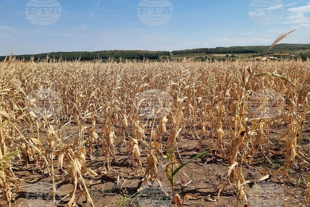 Производителите на царевица, които бяха засегнати от сушата през 2024 г., ще вземат помощ от 41,68 лева на хектар