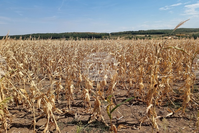 Производителите на царевица, които бяха засегнати от сушата през 2024 г., ще вземат помощ от 41,68 лева на хектар