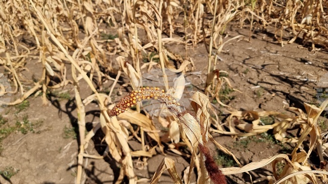 Проучване на Световната банка предоставя препоръки за подобряване на управлението на риска в селското стопанство в ЕС