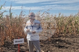  Лозница - царевица - земеделие