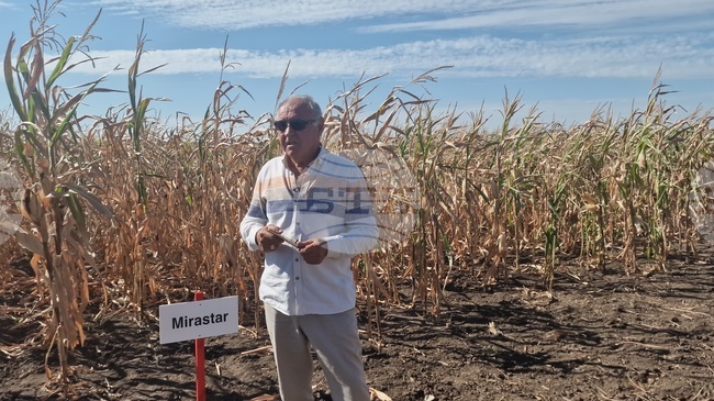  Лозница - царевица - земеделие