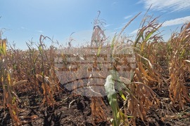  Лозница - царевица - земеделие