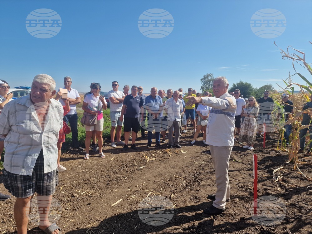  Лозница - царевица - земеделие