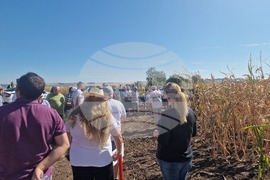  Лозница - царевица - земеделие