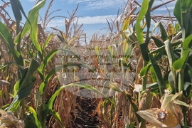  Лозница - царевица - земеделие