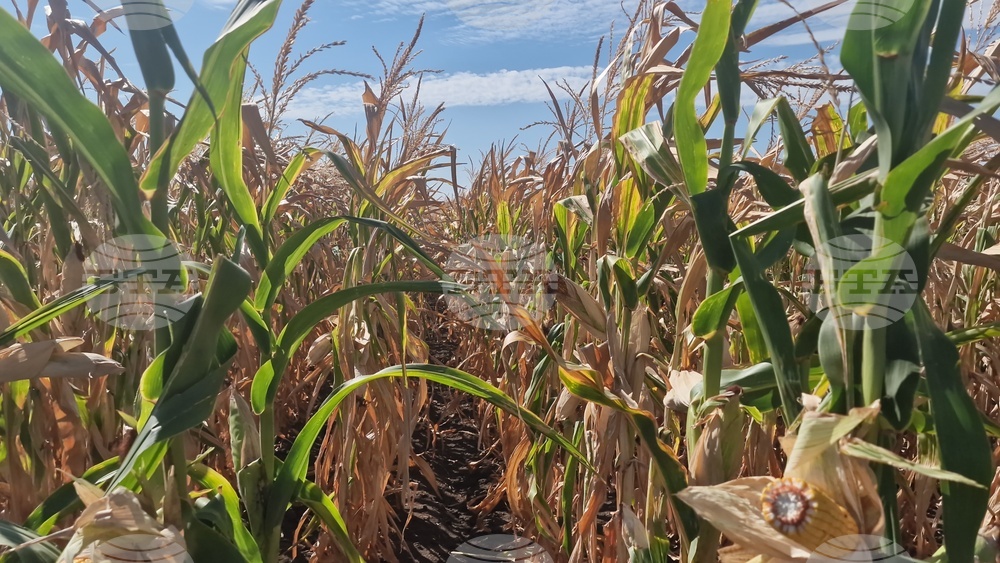  Лозница - царевица - земеделие