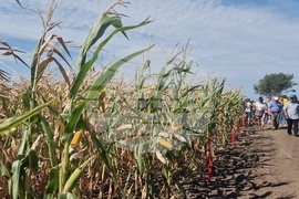  Лозница - царевица - земеделие