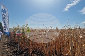  Лозница - царевица - земеделие