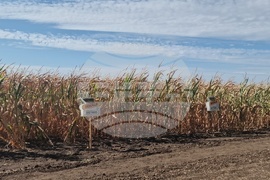 Лозница - царевица - земеделие