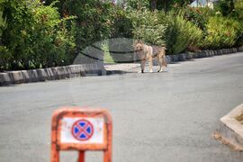 Парк Росенец - ДПС - среща