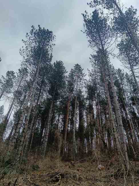 ИАГ: 400 сечища са проверени в рамките на един ден при специализирана акция на ИАГ