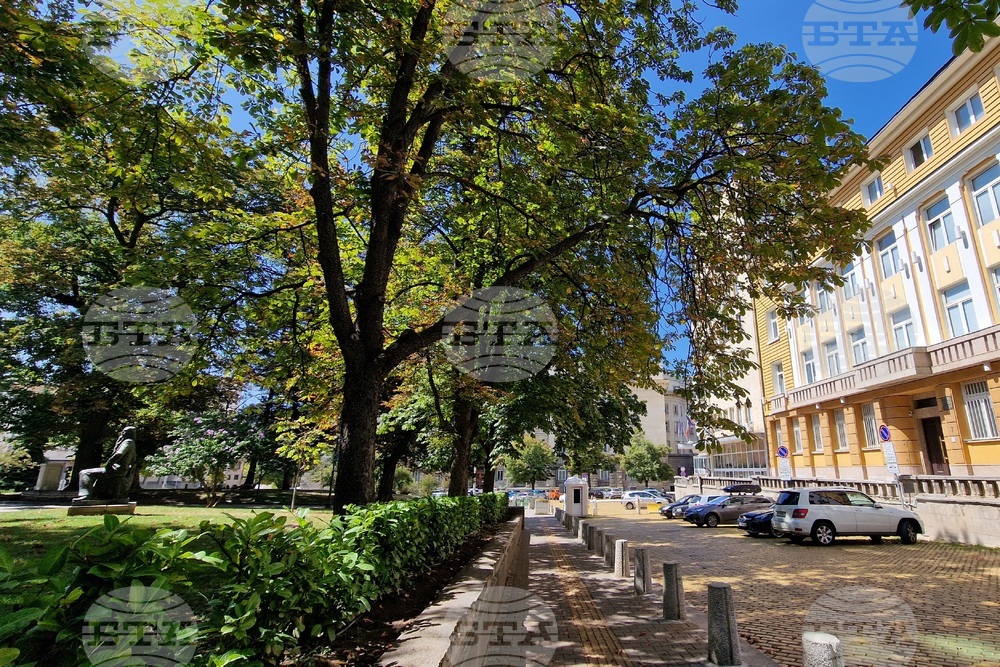 Градска среда - дървета - горещини