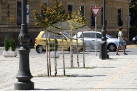 Градска среда - дървета - горещини