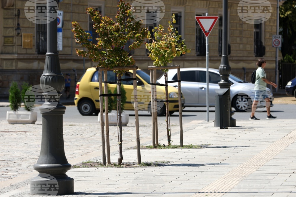 Градска среда - дървета - горещини