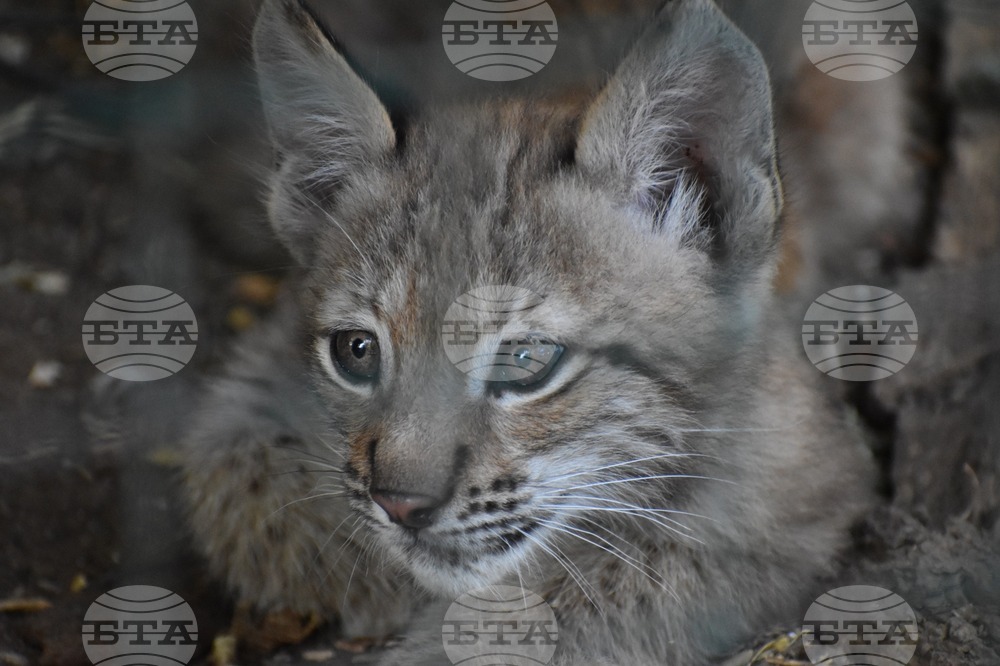 Two Cubs Born to Eurasian Lynx Family in Sofia Zoo