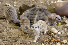 Зоологическа градина София