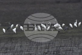 Село Ножарово - чапли