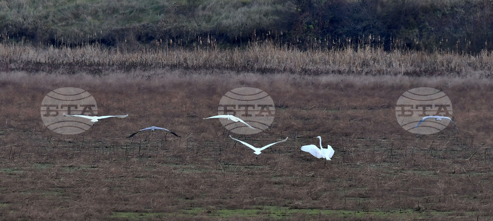 Село Ножарово - чапли
