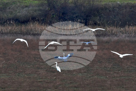 Село Ножарово - чапли