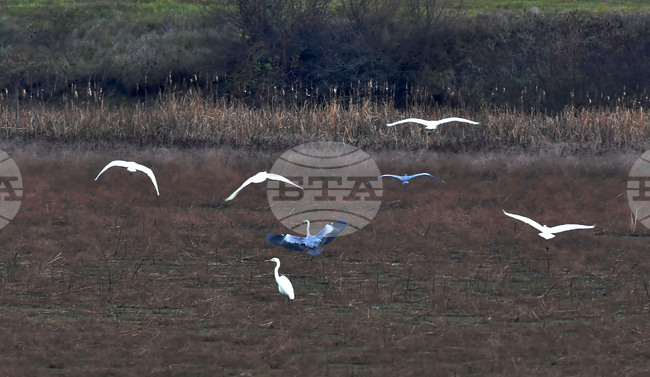 Село Ножарово - чапли
