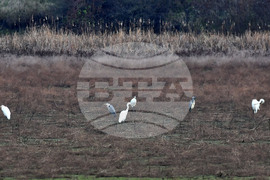 Село Ножарово - чапли