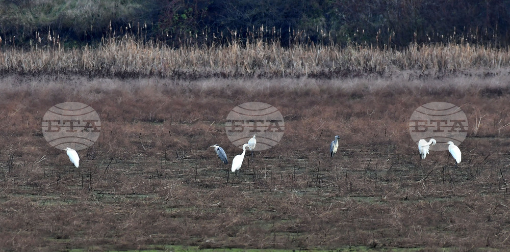 Село Ножарово - чапли