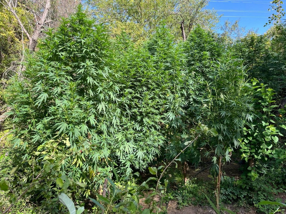 АП Пловдив: Под надзора на Районна прокуратура – Хасково се извършва разследване за отглеждане на канабис в землището на хасковско село 