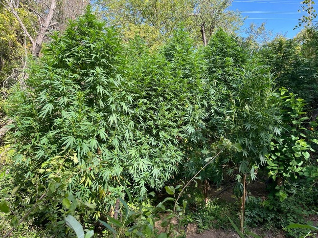 АП Пловдив: Под надзора на Районна прокуратура – Хасково се извършва разследване за отглеждане на канабис в землището на хасковско село 