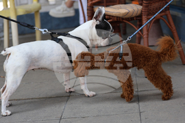 Благоевград - Световен ден на кучето - ежедневие