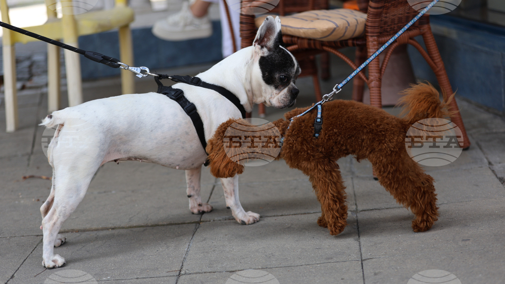 Благоевград - Световен ден на кучето - ежедневие