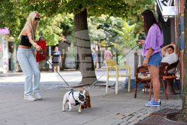 Благоевград - Световен ден на кучето - ежедневие