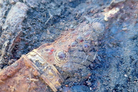 Тополовград - разкопки - златни съкровища