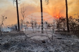 Варна - гора - пожар